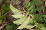 Bearded milkvetch